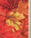 Autumn into Winter III. 